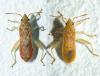 Daclera punctata